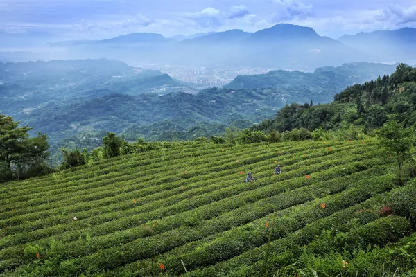 蒙顶山茶园