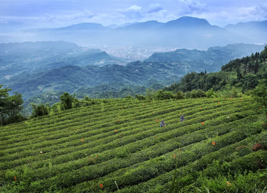 蒙顶山茶园