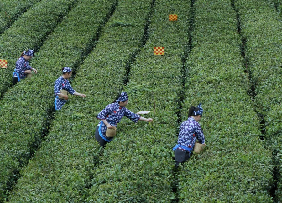 蒙顶山采茶