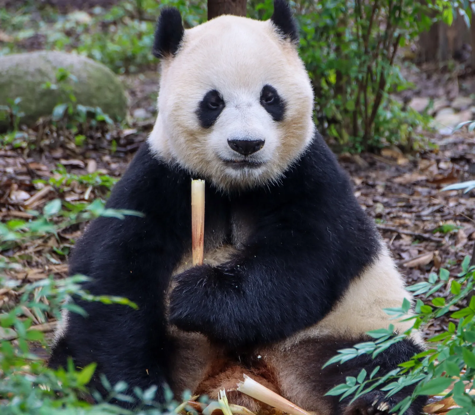 bannerpanda